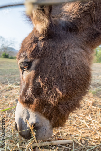 Donkey dwarf brown with white nose eating grass