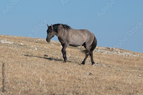 Proud and free wild horse grulla colored band stallion on ridge in the Rocky Mountains of the United States