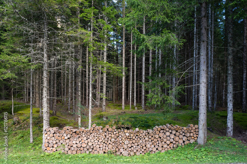 Pile of chopped wood in forest.