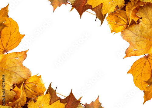 Autumn yellow maple leafs