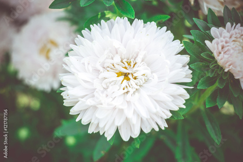 White Aster Flowers