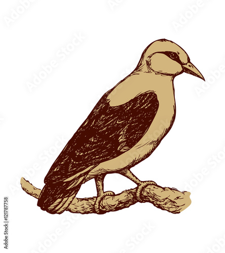 Bird. Vector drawing