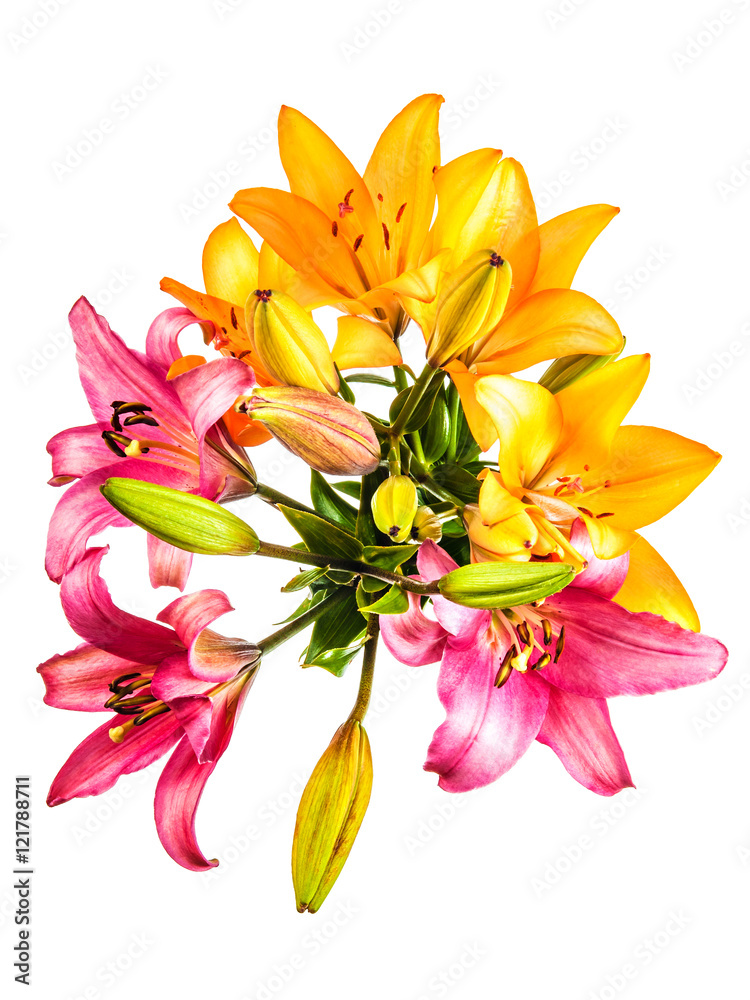 Obraz premium Flowers pattern with lilies isolated on white background