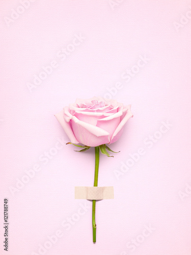 Wallpaper Mural Rose with card / Creative Valentines Day still life concept, pink rose in greeting card on pink paper background. Torontodigital.ca