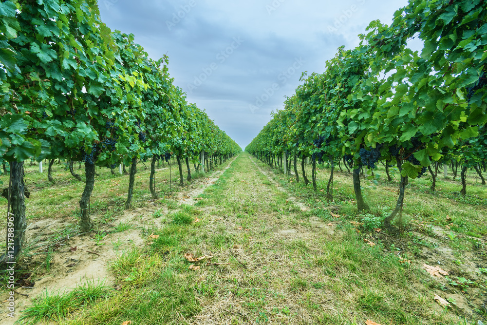 Symmetrical vineyard rows on cloudy day