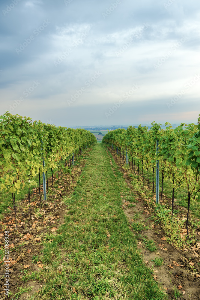 Grapevine rows on viticulture field