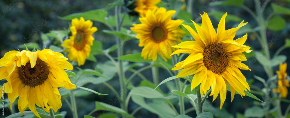 Sunflowers In Bloom Sunflowers In Bloom