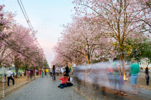 People walking under pink trumpet shrub tree,flower pink tree in kasetsart university,kampangsan