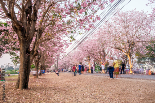 People walking under pink trumpet shrub tree,flower pink tree in kasetsart university,kampangsan photo