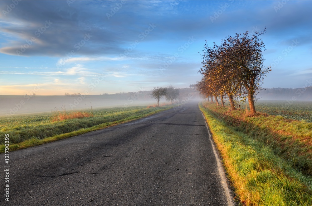 Road and fog and the silhouette of trees