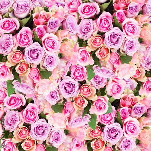 background of pink and violet fresh roses close up