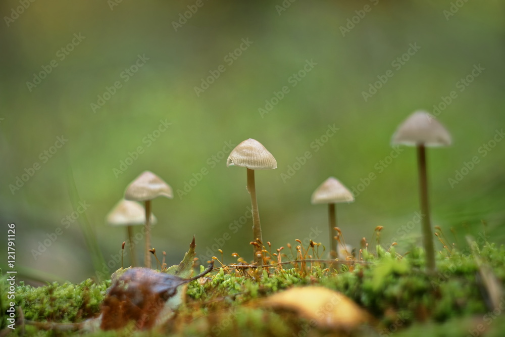 mushrooms mushrooms
