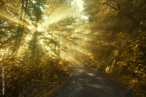 Fototapeta Naklejka Na Ścianę i Meble -  Sun rays in a golden autumn forest