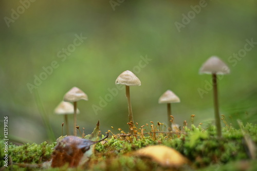 mushrooms