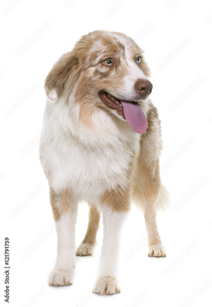 australian shepherd in studio australian shepherd in studio