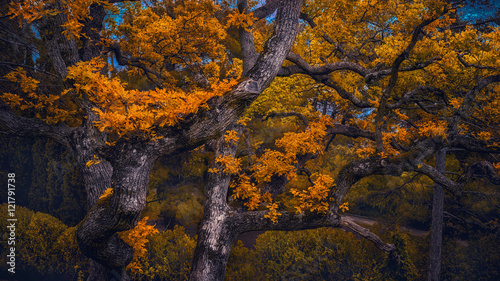 Fototapeta Naklejka Na Ścianę i Meble -  oak in autumn colors of leaves burning