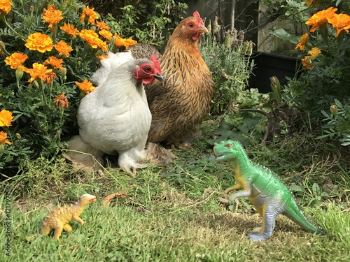 Meeting the chickens
