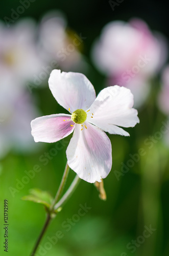 Pale pink flower Japanese anemone, close-up