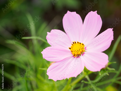 Common cosmos