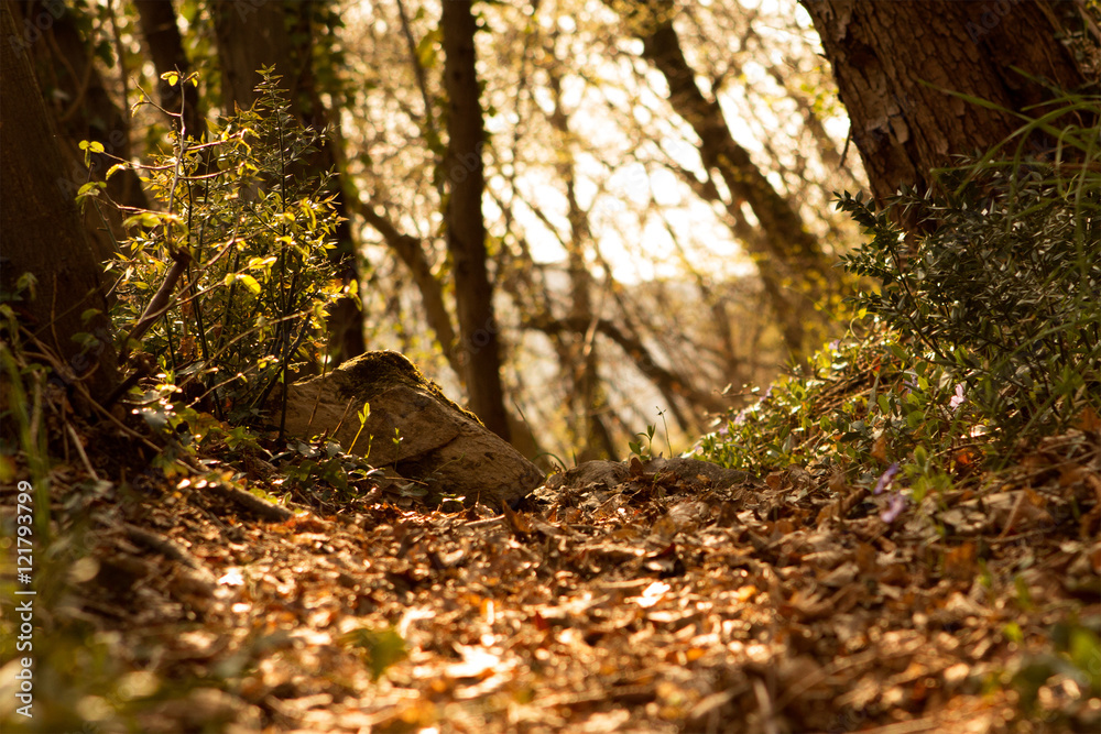 Obraz premium Wood path in Camnago, Italy.