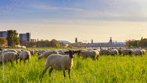 Dresden Sonnenuntergang mit Schafe
