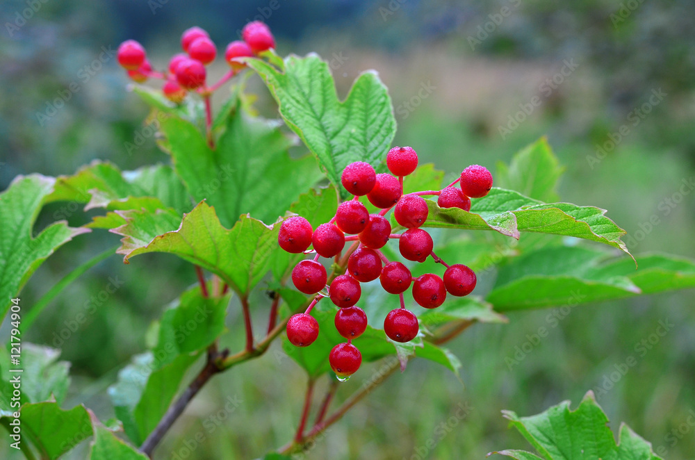 Obraz premium Viburnum berries