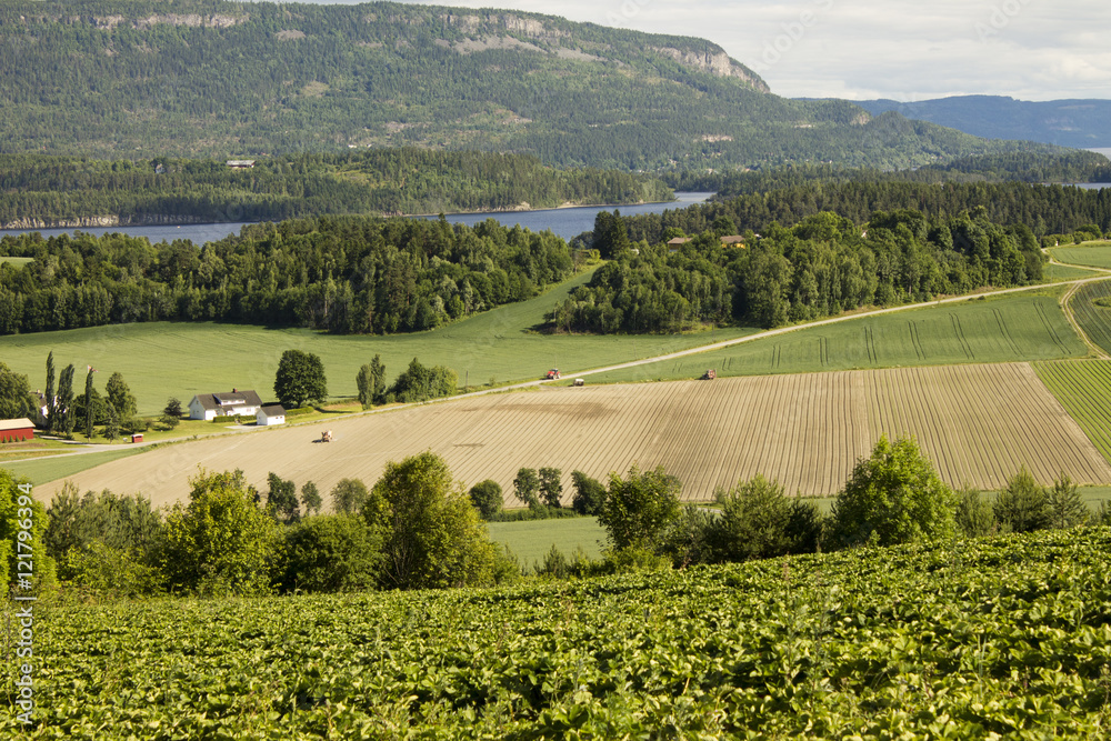Norway landscape of fields strawberries and Fjords