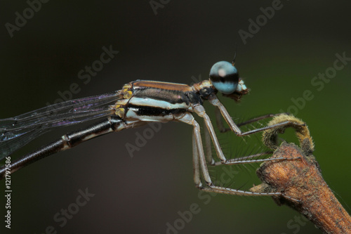 Damselfly in Southeast Asia. photo