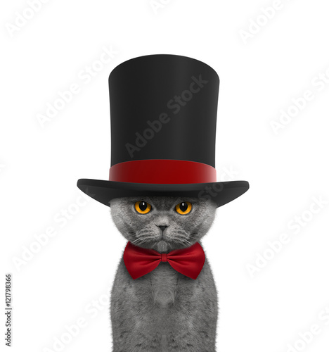 Cute cat in a high hat cylinder and necktie