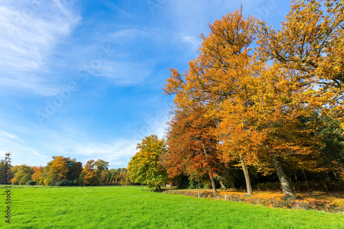 Colorful fall landscape with trees sky and meadow