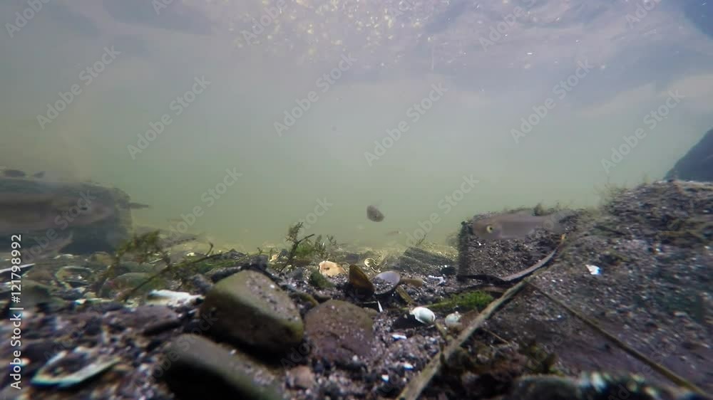 Fische schwimmen in der Ruhr Unterwasseraufnahme Fische schwimmen in der Ruhr Unterwasseraufnahme