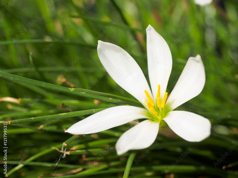 White flowers White flowers