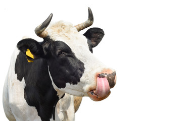 Cow isolated on white background/Funny cute cow isolated on white.White and black cow stick out her tongue and licking  nose. Farm animals