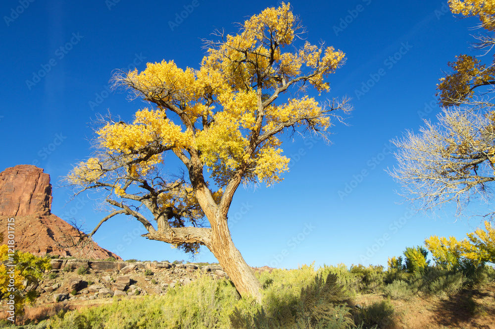 Indian Creek landscape