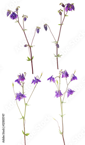 Fototapeta Naklejka Na Ścianę i Meble -  isolated set of four purple garden flowers