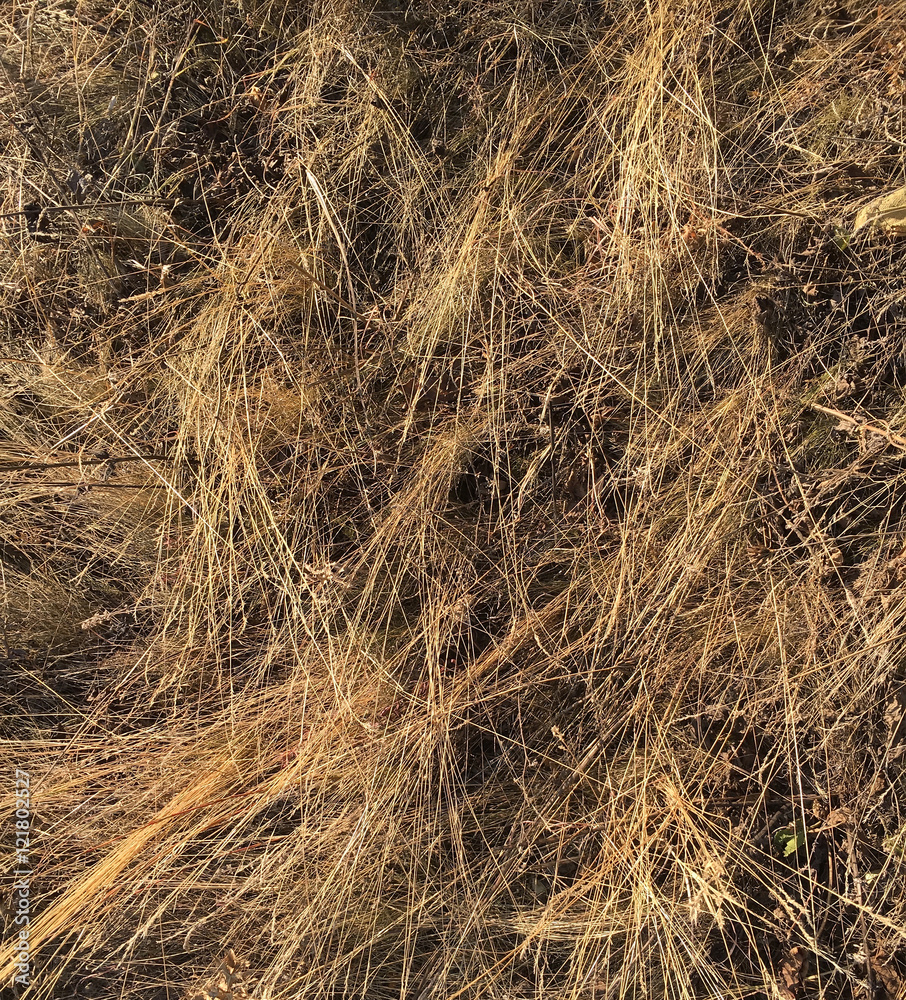 autumn brown dry grass in a field autumn brown dry grass in a field