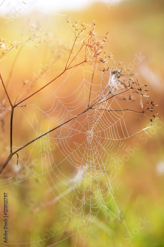 Autumn. Spider web with dew in the dry grass