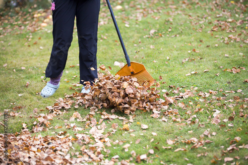 A person is cleaning up the yard from the fallen leaves. Rake the yard is normal job during autumn.