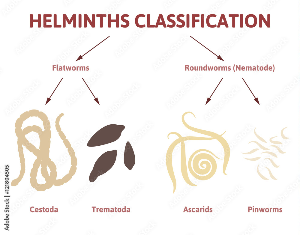 diagram depicting the class of worms Stock Vector | Adobe Stock