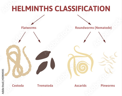 diagram depicting the class of worms