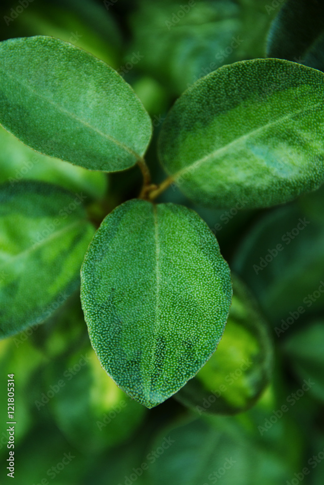 Hojas de una planta verde con detalles de textura Hojas de una planta verde con detalles de textura