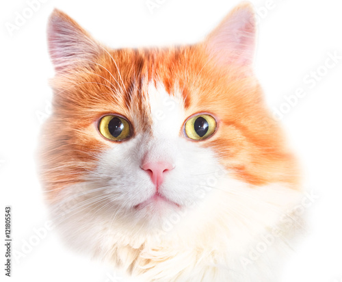 Portrait of red cat