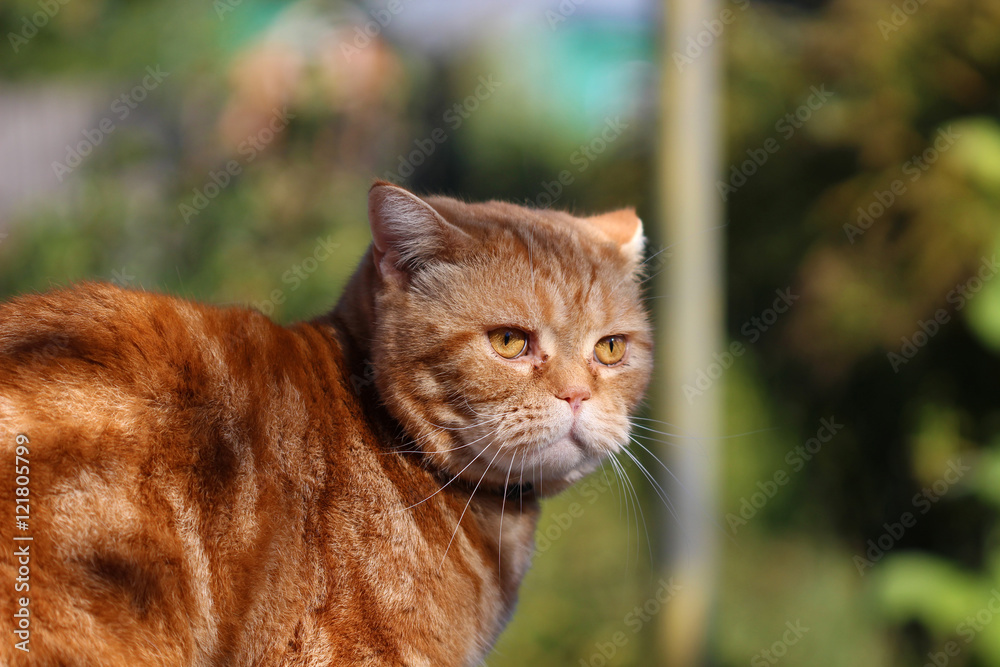 Obraz premium Redheaded cat sitting on a tree stump