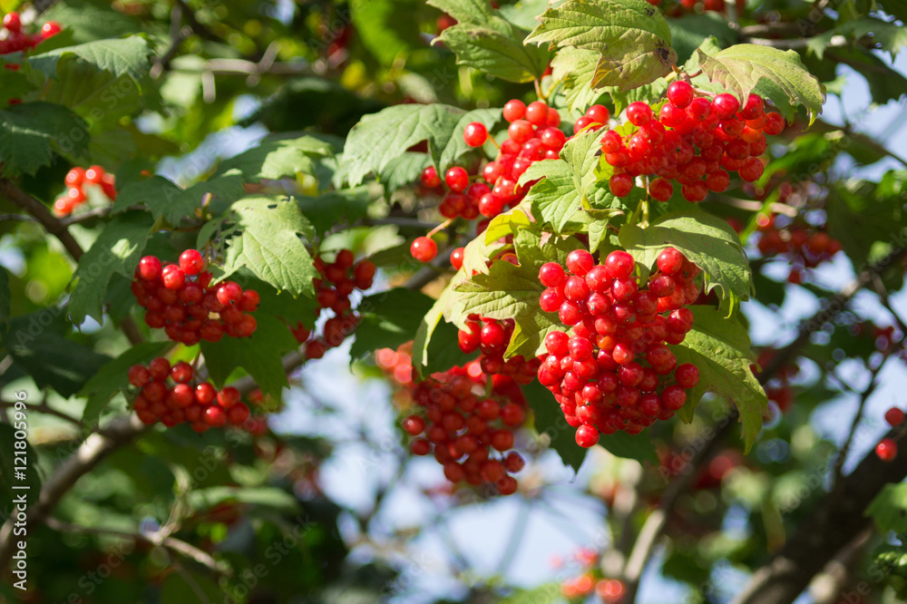 Bunches of ripe viburnum berries in autumn light of evening sun Bunches of ripe viburnum berries in autumn light of evening sun