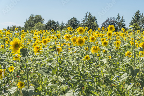 Sonnenblumen an einem sonnigen Sommertag