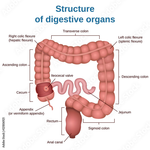 digestive tract image intestine