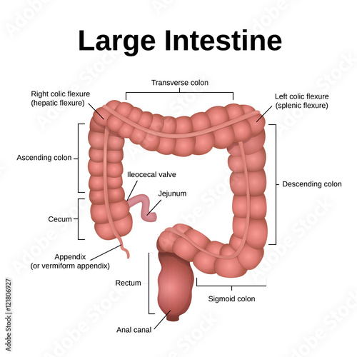digestive tract image intestine