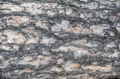 background of tree bark