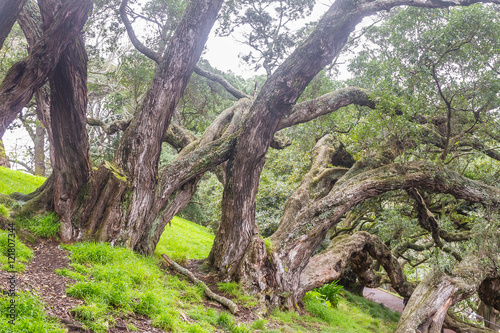 Buttress roots of Moreton Bay fig tree in Albert Park  Auckland 