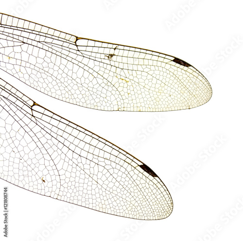 Dragonfly wings isolated on white background. © Kunz Husum